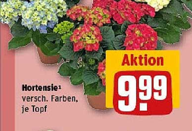 Hortensie - versch. Farben, je Topf