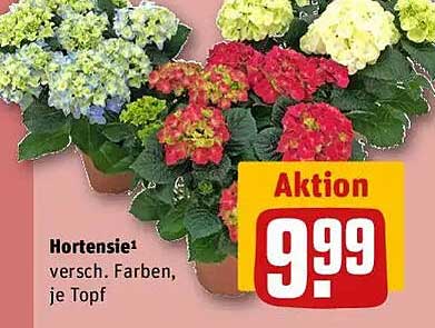Hortensie - Verschiedene Farben, je Topf