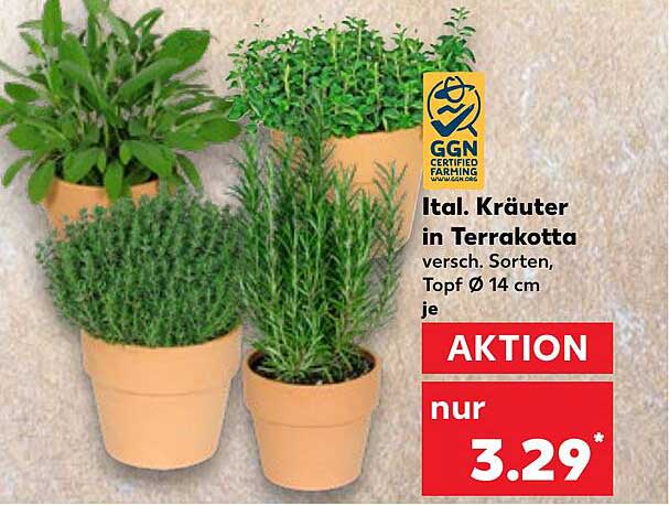 Ital. Kräuter in Terrakotta – verschiedene Sorten, Topf Ø 14 cm je
