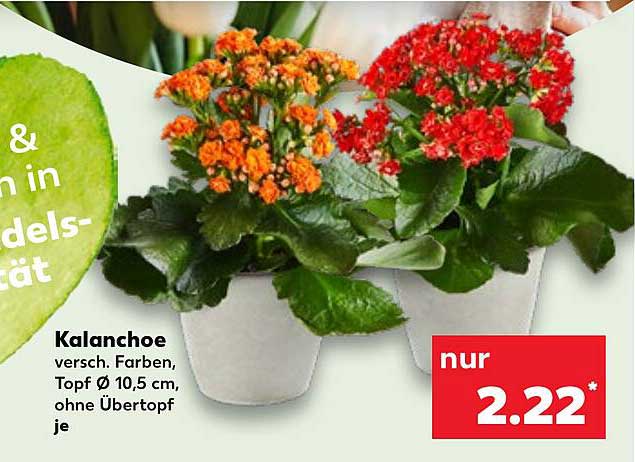 Kalanchoe in verschiedenen Farben, Topf Ø 10,5 cm, ohne Übertopf je