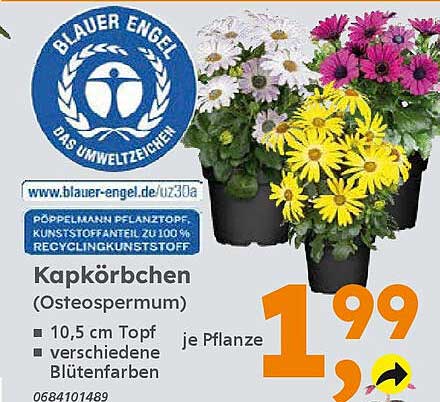 Kapkörbchen (Osteospermum) - 10,5 cm Topf, verschiedene Blütenfarben