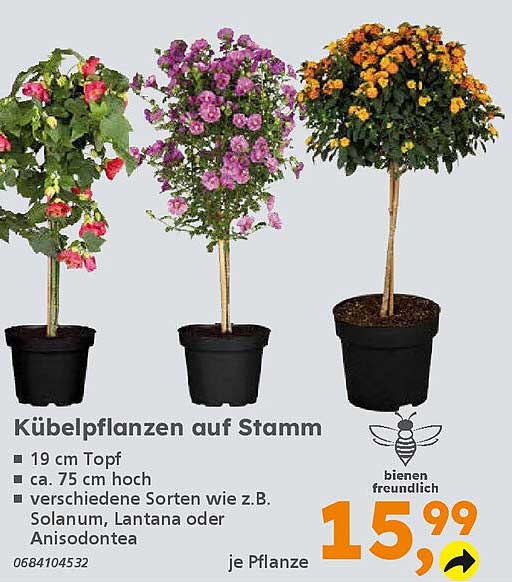 Kübelpflanzen auf Stamm