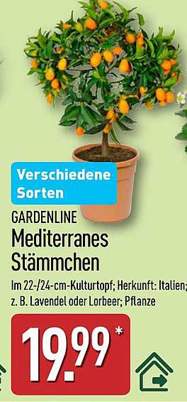 Mediterranes Stämmchen von Gardenline