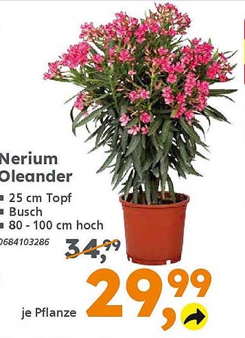 Nerium Oleander - 25 cm Topf, Busch, 80 - 100 cm hoch