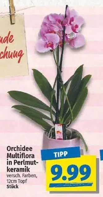 Orchidee Multiflora in Perlmuttkeramik