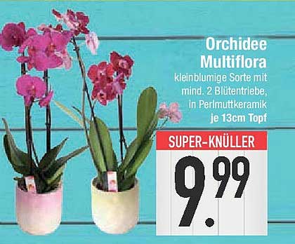Orchidee Multiflora kleinblumige Sorte mit mind. 2 Blütentrieben in Perlmuttkeramik je 13cm Topf