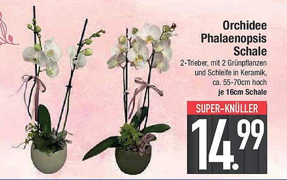 Orchidee Phalaenopsis Schale 2-Trieber Mit 2 Grünpflanzen