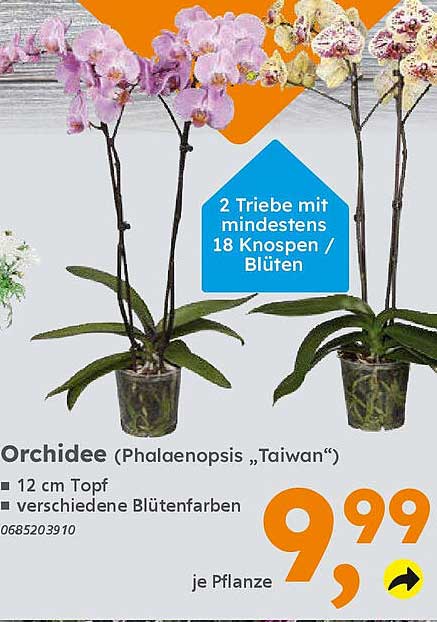 Orchidee (Phalaenopsis 'Taiwan') – 2 Triebe mit mindestens 18 Knospen / Blüten