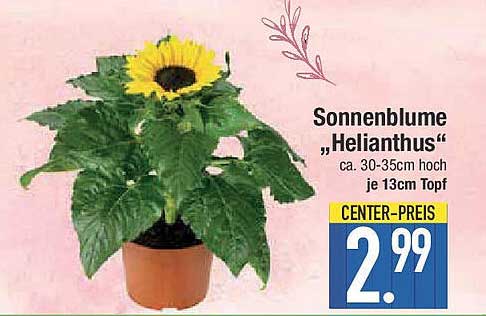 Sonnenblume „Helianthus“ - ca. 30-35cm hoch, je 13cm Topf