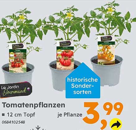 Tomatenpflanzen 12 cm Topf - Historische Sorten