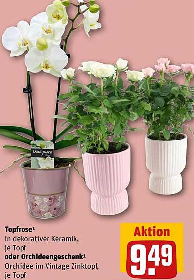Topfrose in dekorativer Keramik, je Topf oder Orchidee im Vintage Zinktopf, je Topf