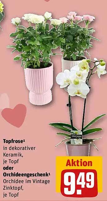 Topfrose in dekorativer Keramik oder Orchidee im Vintage Zinktopf, je Topf