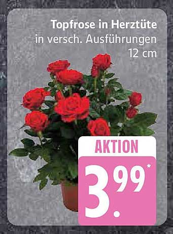 Topfrose in Herztüte - in verschiedenen Ausführungen, 12 cm