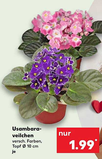 Usambaraveilchen, verschiedene Farben, Topf Ø 10 cm