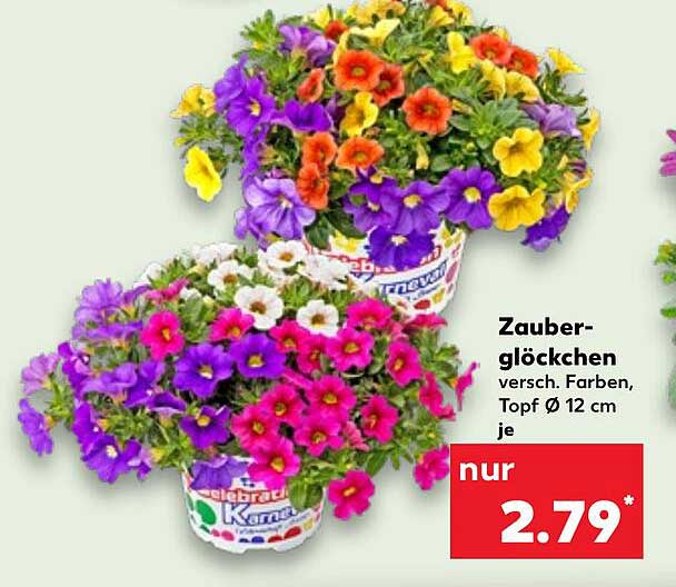 Zauberglöckchen versch. Farben, Topf Ø 12 cm je