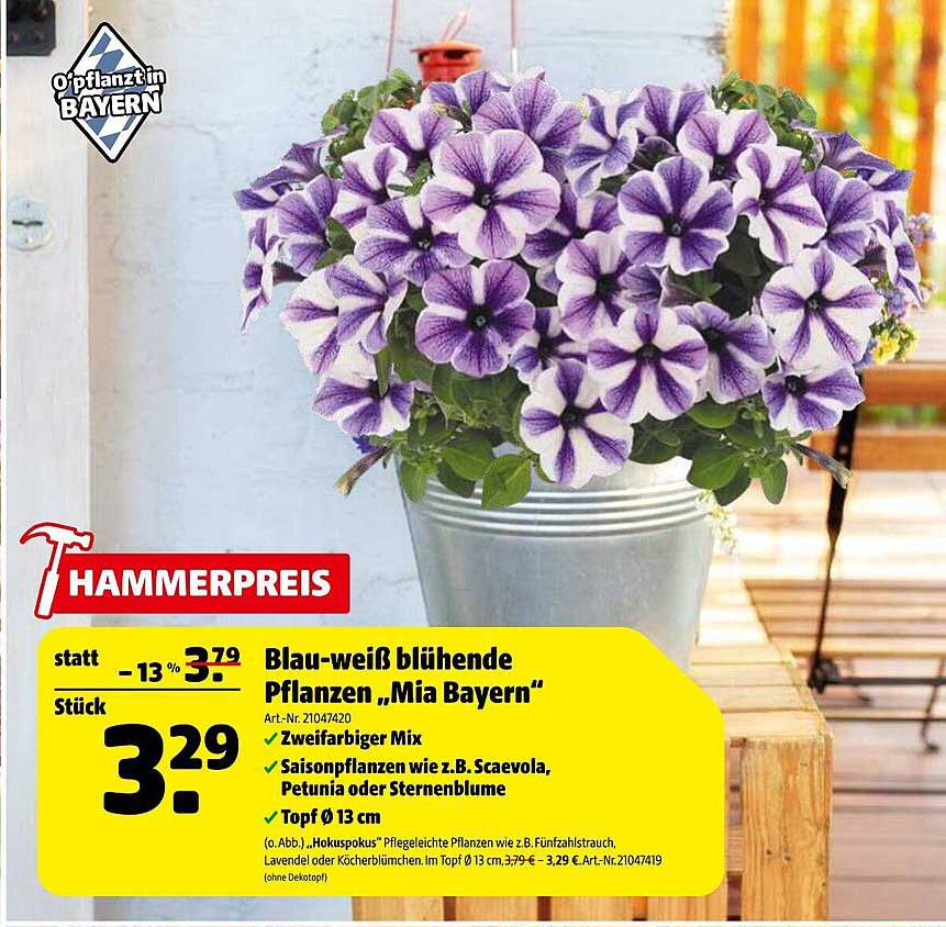Blau-weiß blühende Pflanzen „Mia Bayern“
