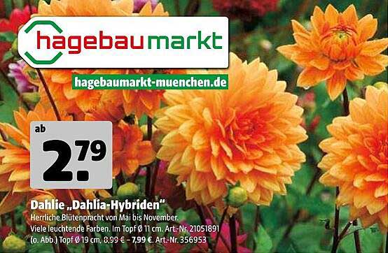 Dahlie „Dahlia-Hybriden“