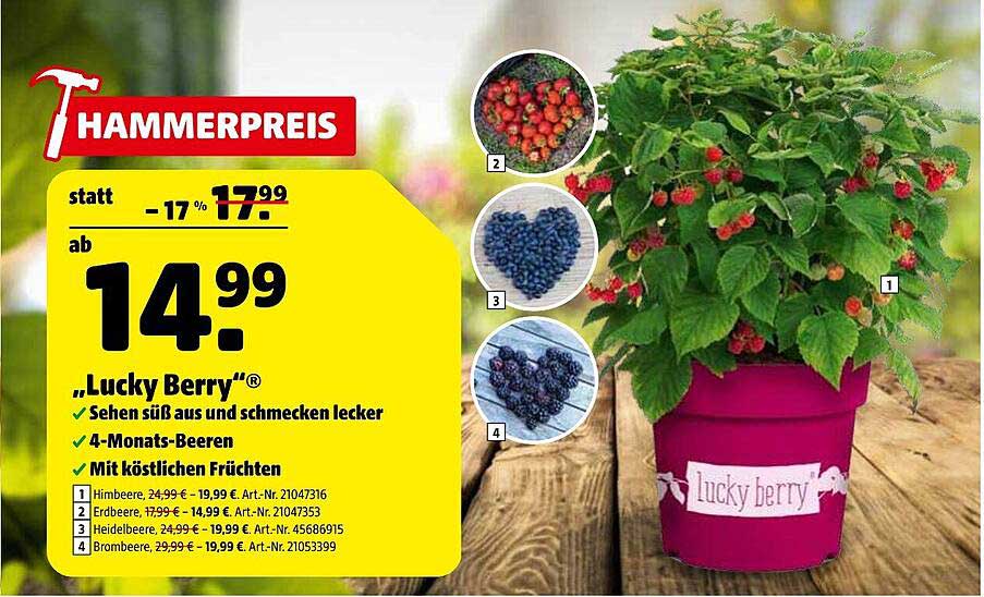 „Lucky Berry“® - Die köstlichen 4-Monats-Beeren