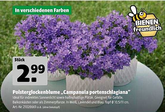 Polsterglockenblume „Campanula portenschlagiana“