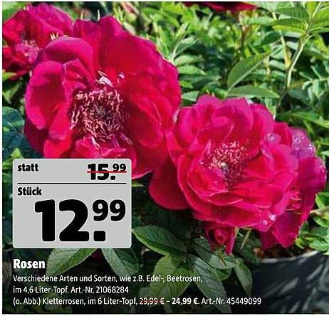 Rosen - Verschiedene Arten und Sorten, wie z.B. Edel- und Beetrosen