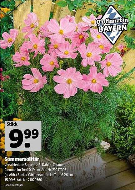 Sommersolitär - Verschiedene Sorten z.B. Dahlia, Cosmea, Cleome