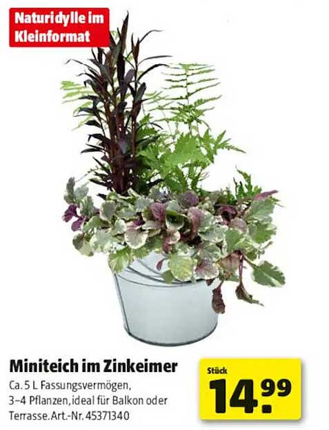 Miniteich im Zinkeimer