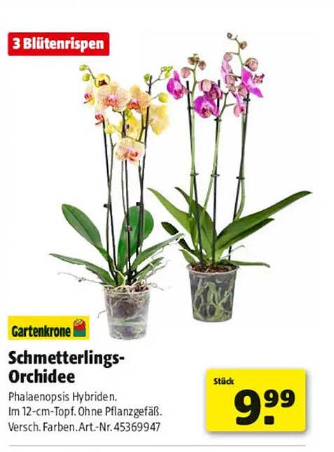 Schmetterlings-Orchidee