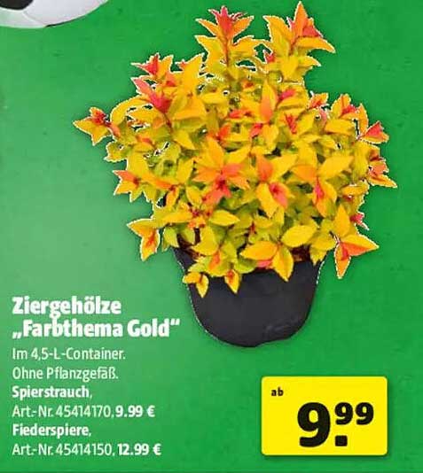 Ziergehölze „Farbthema Gold“