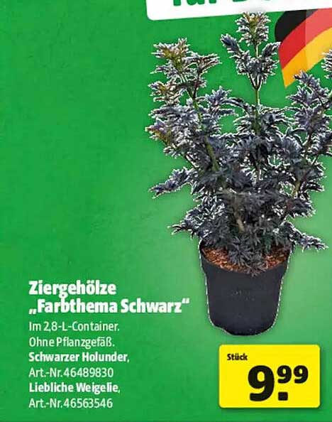 Ziergehölze „Farbthema Schwarz“