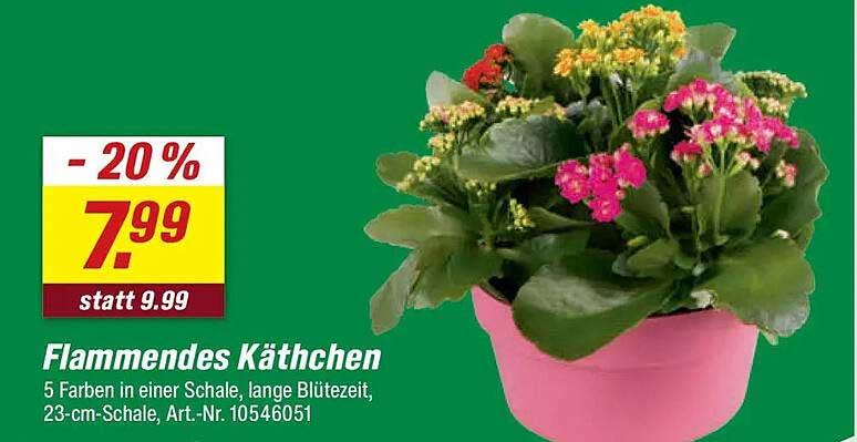 Flammendes Käthchen