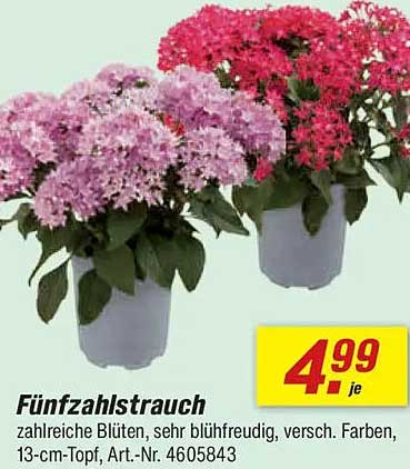 Fünfzahlstrauch