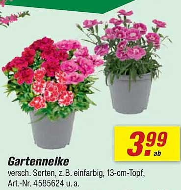 Gartennelke