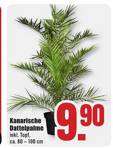 Kanarische Dattelpalme