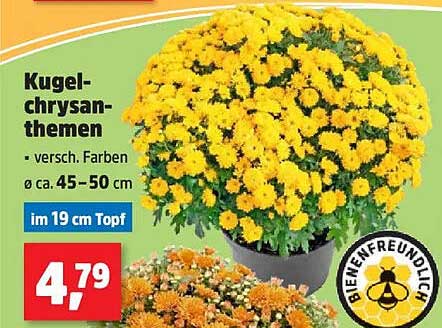 Kugel-chrysanthemen