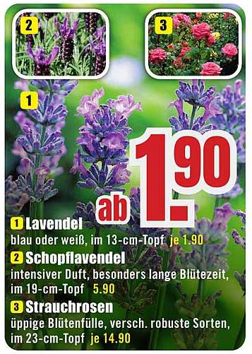 Lavendel