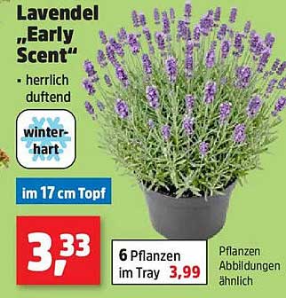 Lavendel „Early Scent“