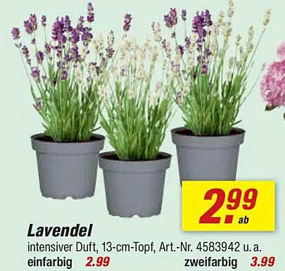 Lavendel