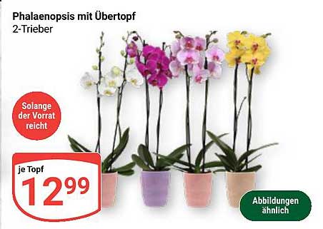 Phalaenopsis mit Übertopf 2-Trieber