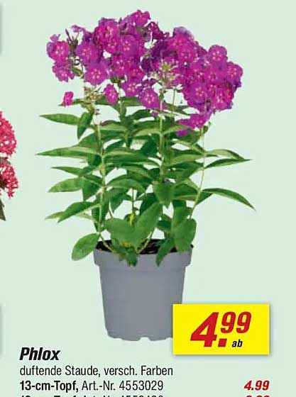 Phlox