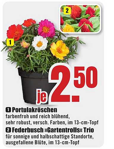 Portulakröschen farbenfroh und reich blühend, sehr robust, versch. Farben, im 13-cm-Topf