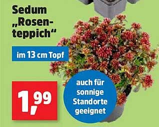 Sedum „Rosen-teppich“
