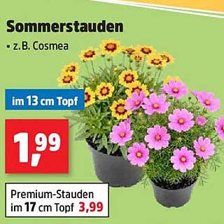 Sommerstauden