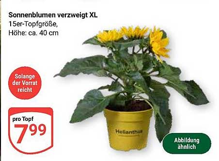 Sonnenblumen verzweigt XL