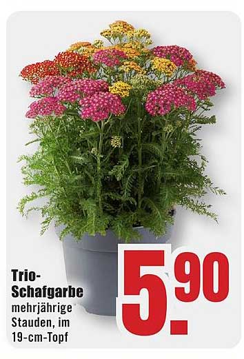 Trio-Schafgarbe mehrjährige Stauden, im 19-cm-Topf