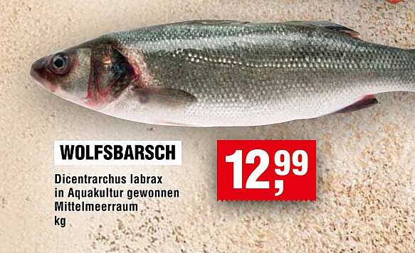 WOLFSBARSCH Dicentrarchus labrax in Aquakultur gewonnen Mittelmeerraum kg