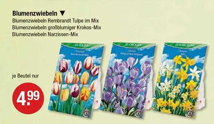 Blumenzwiebeln Rembrandt Tulpe im Mix, großblumiger Krokos-Mix und Narzissen-Mix
