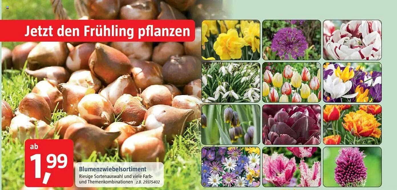 Blumenzwiebelsortiment - Riesige Sortenauswahl und viele Farb- und Themenkombinationen