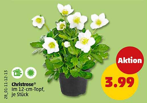 Christrose im 12-cm-Topf, je Stück