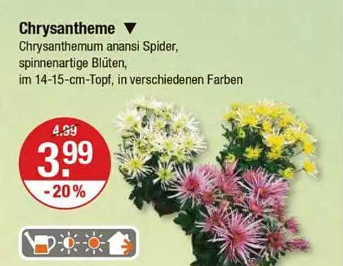 Chrysantheme - Chrysanthemum anansi Spider, spinnenartige Blüten, im 14-15-cm-Topf, in verschiedenen Farben