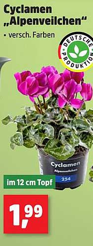 Cyclamen 'Alpenveilchen' – verschiedene Farben im 12 cm Topf